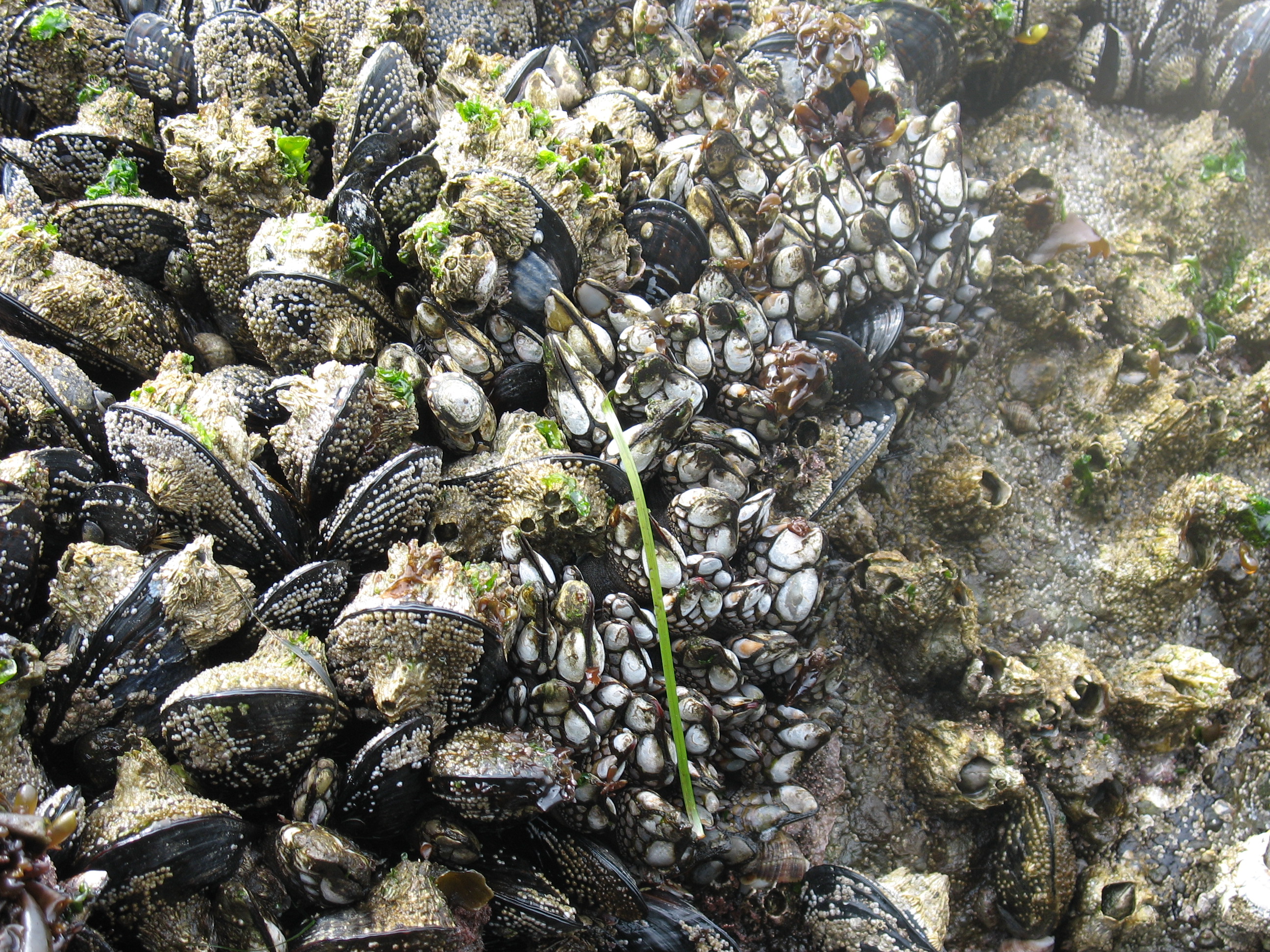 Gooseneck Barnacles and California Mussels